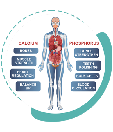 grade di calcium phosphate